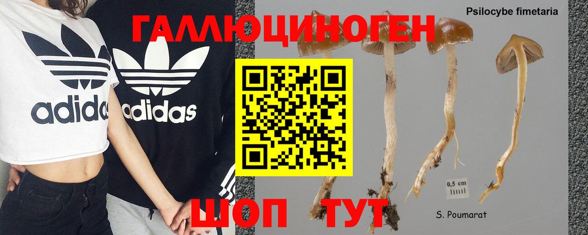 Галлюциногенные грибы Psilocybe Гусиноозёрск
